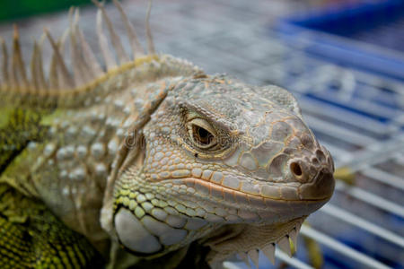 前面有胡子的龙照片