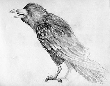 乌鸦照片乌鸦素描插画
