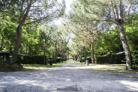 营地 徒步旅行 外部 风景 自然 国家 森林 公园 夏天