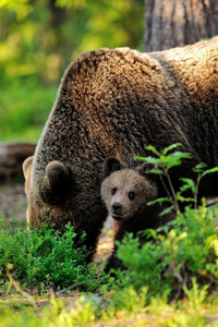 棕熊带小熊