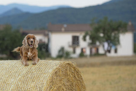 可卡犬看着你