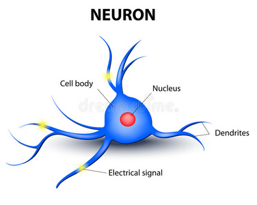 白色背景下的人类神经元
