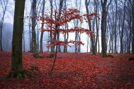 森林里的红树