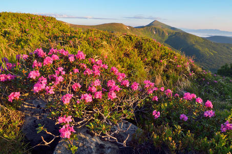 山花