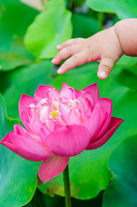 宝宝的手触摸莲花照片
