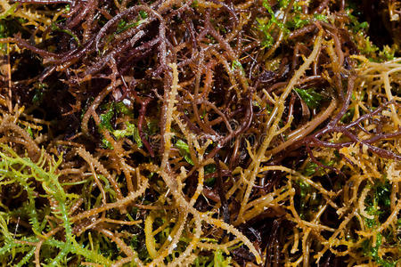 海藻种类图片名称大全图片