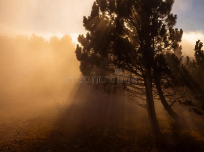 秋天的风景，晨雾中的树木