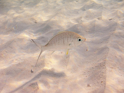 莫哈拉黄鳍金枪鱼照片