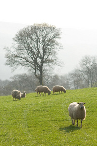 健康的绵羊和牲畜，田园诗般的乡村，英国