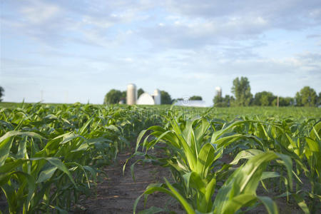 玉米田和农场的选择性聚焦视图
