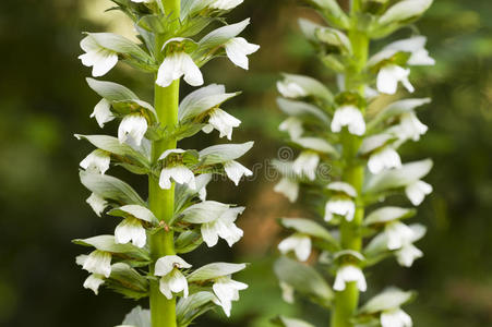 穗状花序的花图片