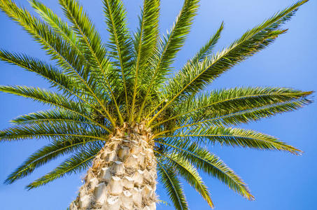 晴朗蓝天上的棕榈树