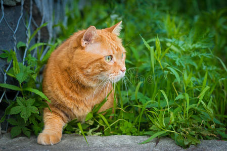 猫偷偷穿过草地。