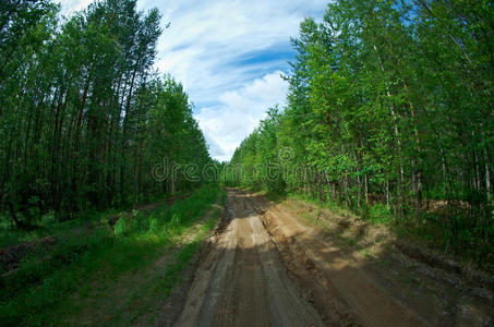 穿过森林的乡村公路