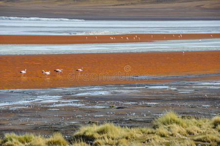 laguna colorada，南玻利维亚里佩兹苏尔