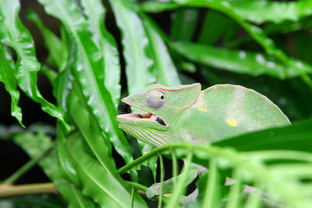 巨大的绿色变色龙把自己伪装在绿叶中,用他敏锐的眼睛和张开的嘴看着