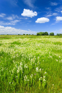 夏季景观