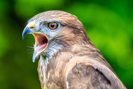 鲈鱼特写镜头钓鲈鱼的图标鲈鱼鱼的轮廓鱼鲈鱼剪影大口黑鲈图美丽的鸟