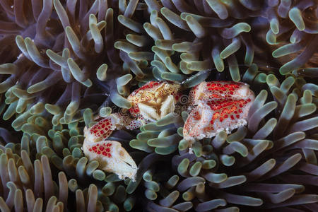 银莲花珊瑚蟹