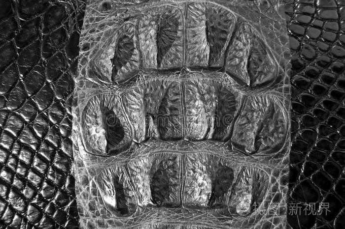 鳄鱼皮纹理背景。