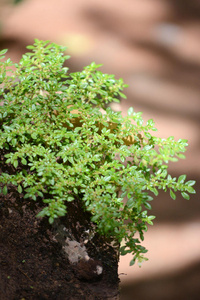 草本植物