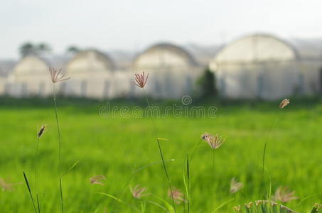 以温室农场为背景隔离草地