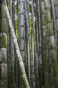 竹林，荒山，京都