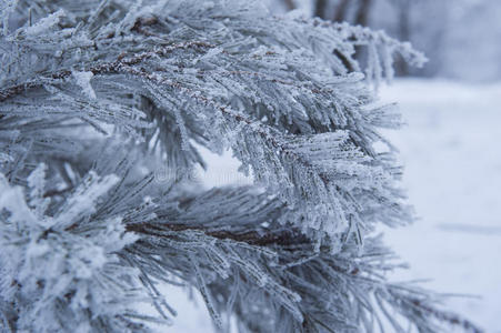 冬天被雪覆盖的树枝