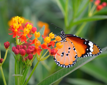 橙花上的蝴蝶