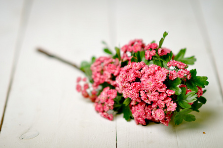 装饰。粉红色的花朵，在白板上