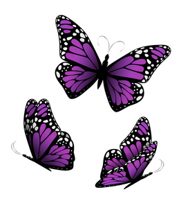 蝴蝶半哀悼图片