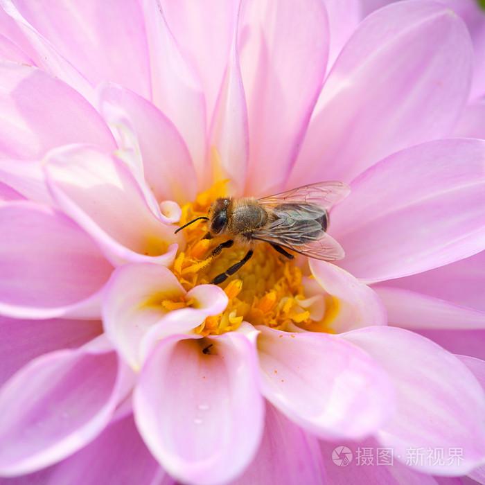 蜜蜂和粉红色 dhalia