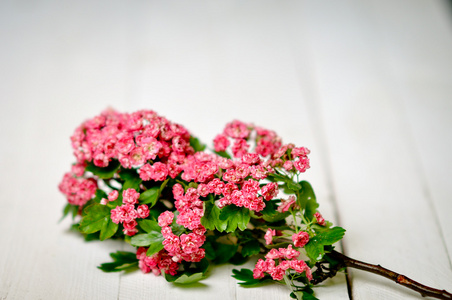 装饰。粉红色的花朵，在白板上