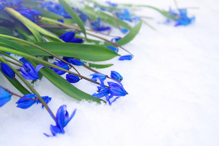 美丽的蓝色雪花莲在雪地上