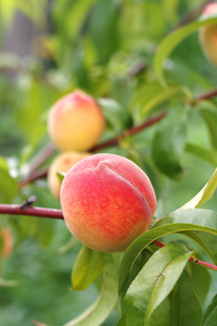 桃果实生长在桃树枝上