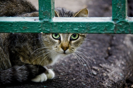 在大街上的猫