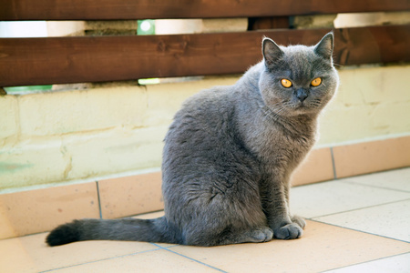 英国灰猫照片