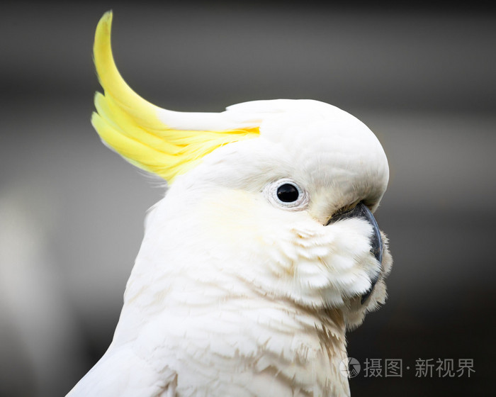平静而放松的硫磺冠冠鹦鹉的头