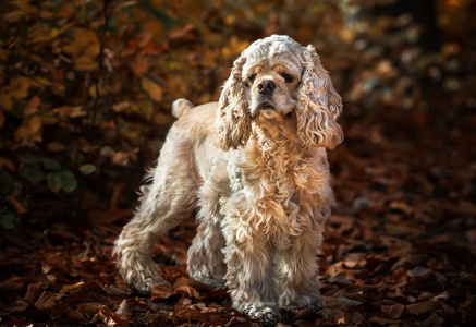 美国可卡犬在秋天的森林中
