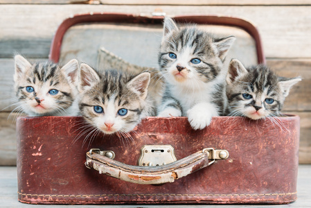 小猫看上去从老式手提箱