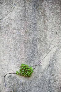 植物生长出旧墙