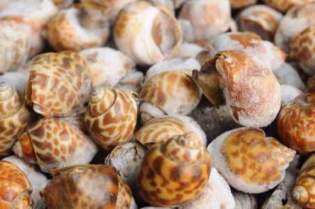 冻结对方斑东风螺图片