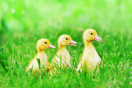 小小鸭绿草照片