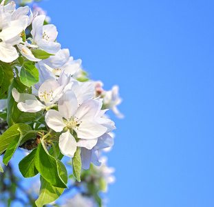 苹果花