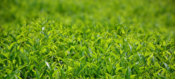 绿茶芽和叶