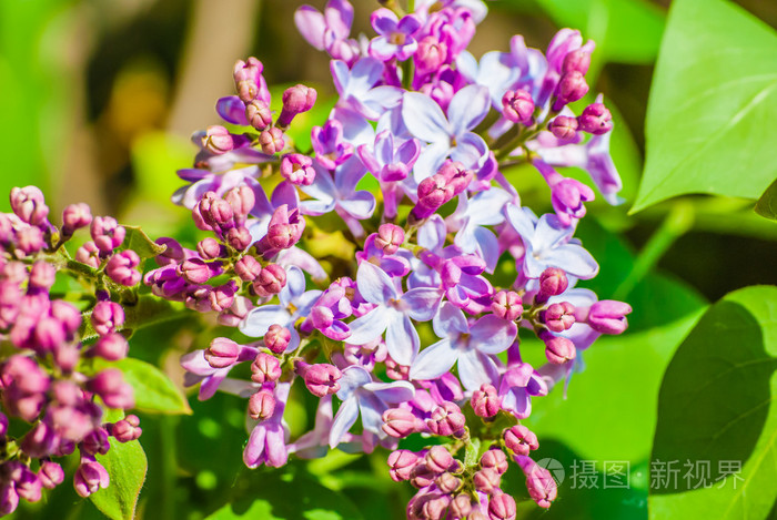 紫丁香花的浅绛彩照片 正版商用图片1ft7ns 摄图新视界
