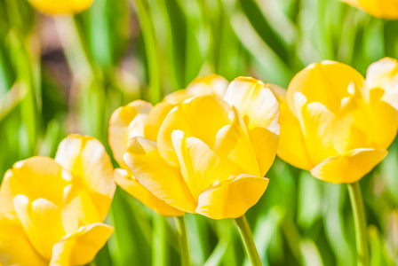 黄色的郁金香在春天的阳光