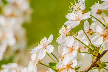 朵朵棵苹果树，春天的花朵