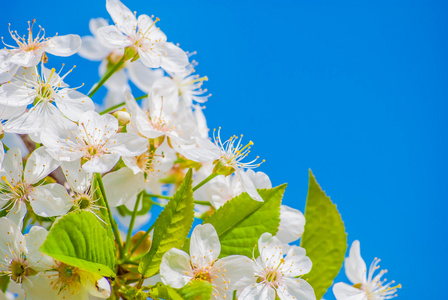 朵朵棵苹果树，春天的花朵