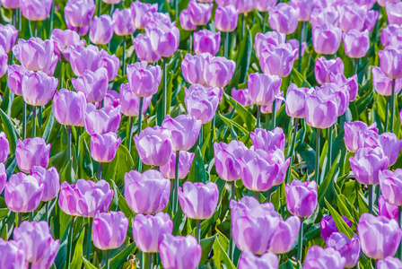 很多在春天轻淡紫色郁金香照片